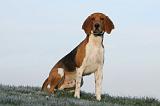 BEAGLE HARRIER 001